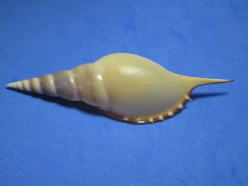 Tibia martinii marrat 1877 - marrat,,