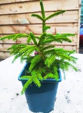 Oriental spruce/Picea