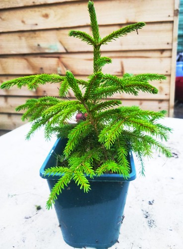 Oriental spruce picea - oriental, spruce/picea