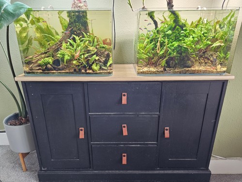 Glass freshwater planted fish - freshwater,
