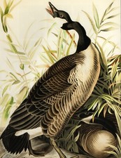 BIRDS OF AMERICA WILD TURKEY STUNNING RARE HARDBACK PRINT UNFRAMED J J AUDUBON