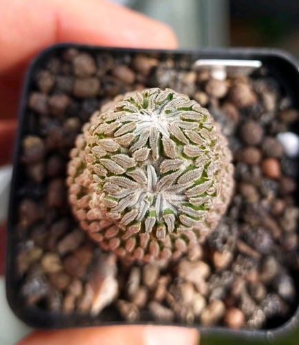 Pelecyphora aselliformis - aselliformis,