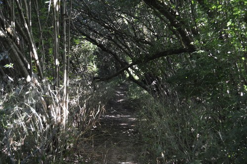 Photo 6x4 overgrown footpath - 6x4,