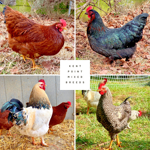 Fresh fertile chicken - fresh,
