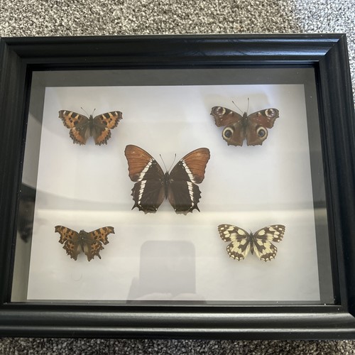 Vintage framed taxidermy - framed,
