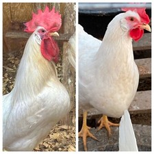 6 Leghorn Chicken Hatching