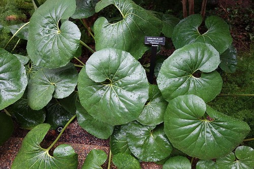 Farfugium japonicum gigantea - farfugium,