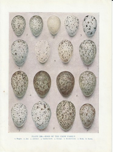 Bird eggs jay crow raven - bird,