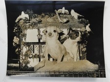 Chihuahuas Red Robin Colombine Crufts Dog Show Lady Drummond-Hay 1971 VTG Photo