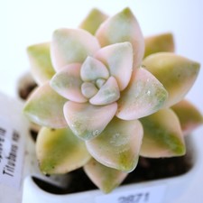 Graptoveria Titubans