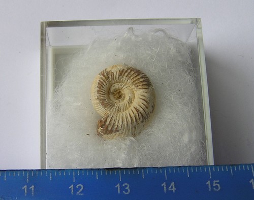 Super boxed madagascan - boxed,