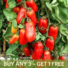 VEGETABLE TOMATO SEEDS - SAN