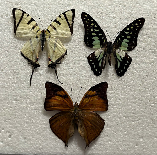Entomology butterfly specimen - entomology,