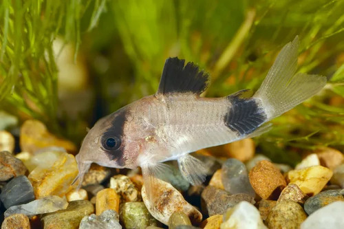 Panda cory catfish fish - 5+1,