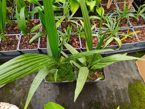 Phoenix sylvestris round - phoenix,