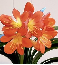1xClivia- A beautiful healthy