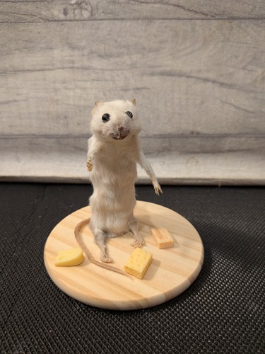 Bad taxidermy mouse - taxidermy,
