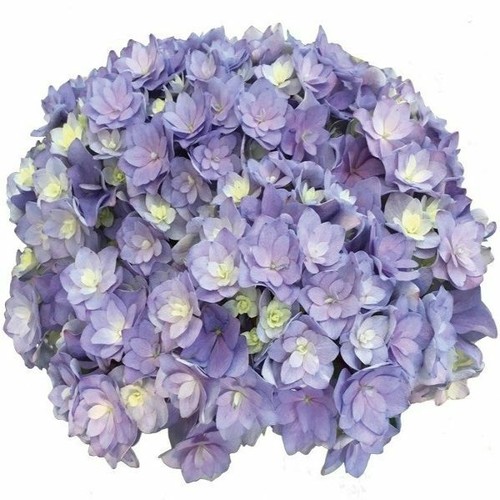 Hydrangea macrophylla