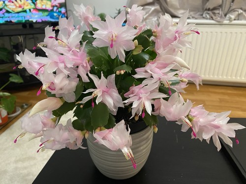 Christmas cactus schlumbergera - cactus,