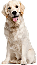 Golden Retriever Self Adhesive