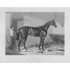 COSSACK Racehorse 'Cossack' Winner of the 1847 Epsom Derby - Antique Print 1850