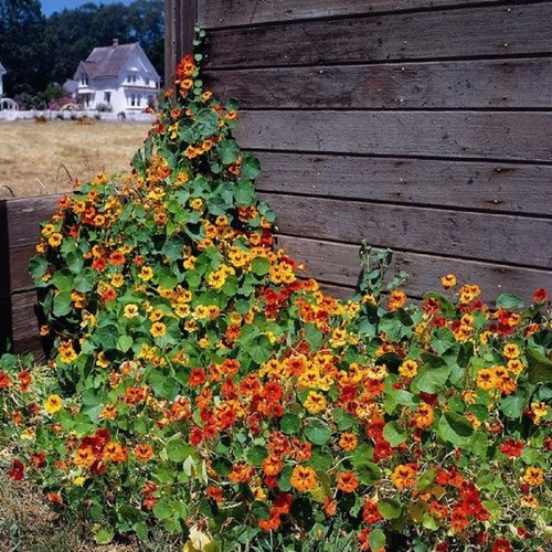 Nasturtium climbing mix - -,