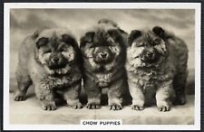 CHOW CHOW PUPPIES SENIOR SERVICE DOGS SERIES 1939 DOG CIGARETTE CARD #31