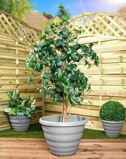 48CM WHAM GREY PLANTER PLANT