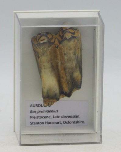 Fossil auroch tooth - fossil, bos