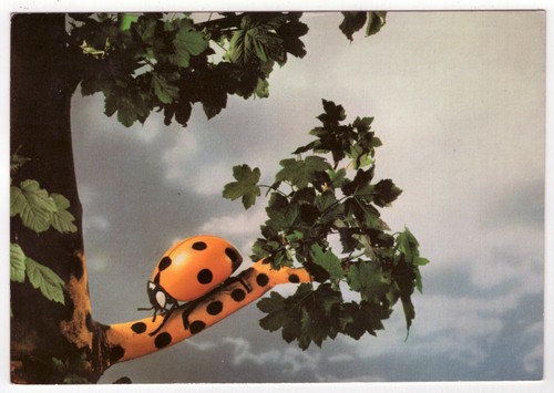 Postcard ladybug sitting a - postcard,
