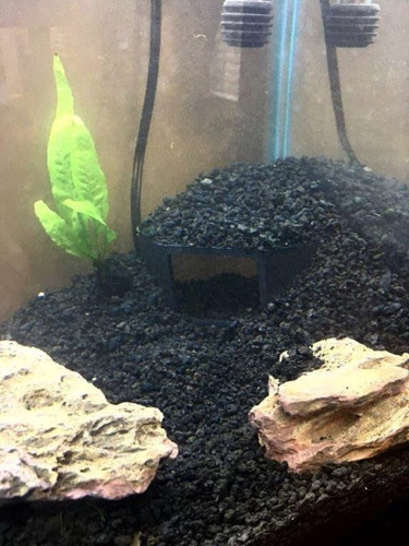 Corner fish cave aquarium - fish,