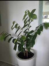 Soursop Graviola plant