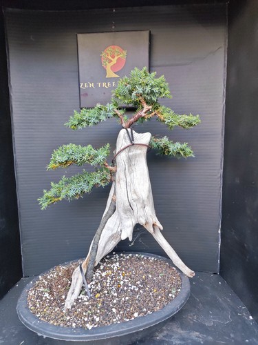 Tanuki needle juniper bonsai - tanuki,