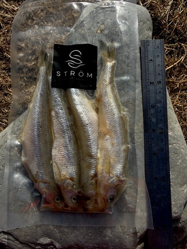 Smelt frozen pike dead bait - dead, 10