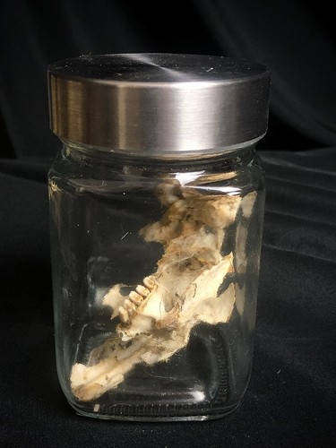 Half rabbit skull a jar - rabbit, in