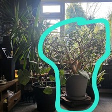 Rare Large Crassula Ovata