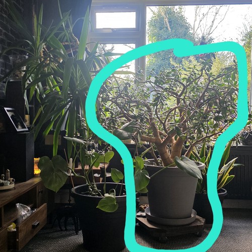 Rare large crassula ovata - rare,