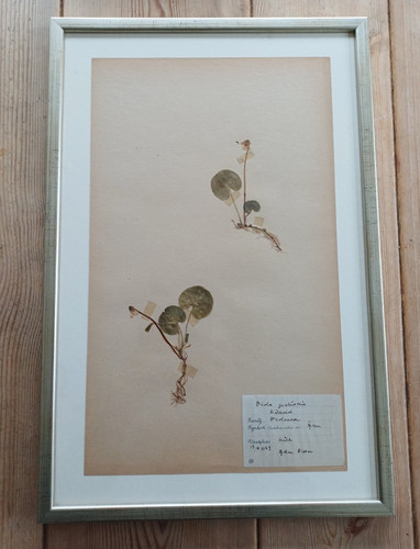 Swedish herbarium viola - swedish,
