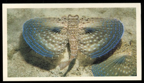 Tobacco card doncella - card,, the