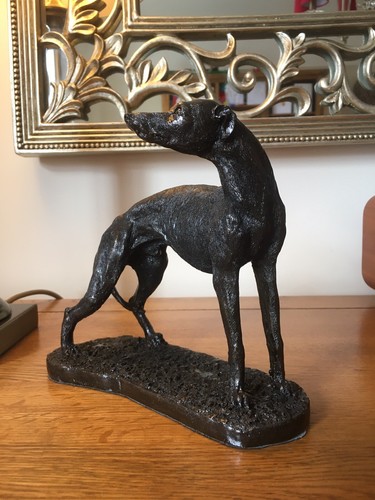 Stunning racing greyhound - stunning,