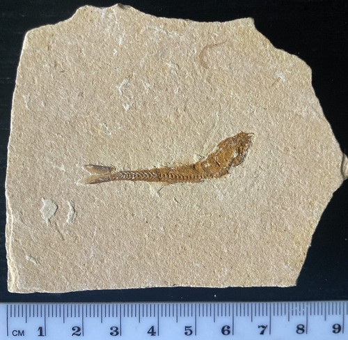 Fossil fish knightia eocaena - fossil,