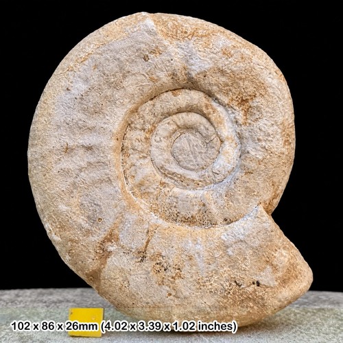 Fossil ammonite perisphinctes - fossil,