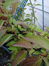 100x Red stemmed dogwood cuttings unrooted
