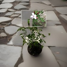 Jasmine Inverleith Plant In A