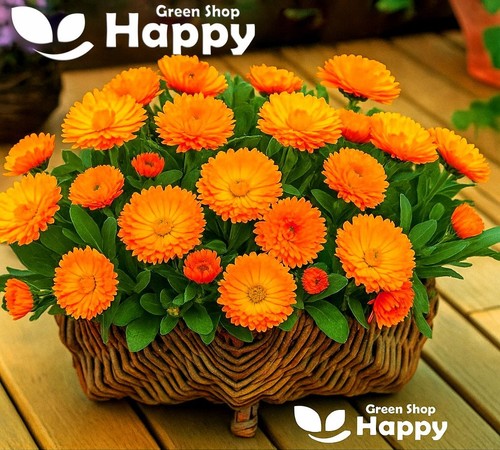Orange pot marigold - orange,