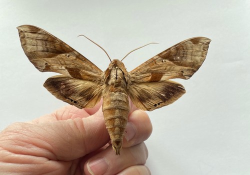 Sphingidae eumorpha satellitia - sphingidae,