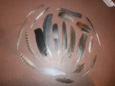 20 Natural Birds Feathers FREE FALLEN Pigeon French Partridge Pheasant Crow Duck