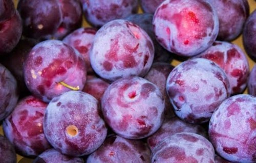 Victoria plum tree - ,