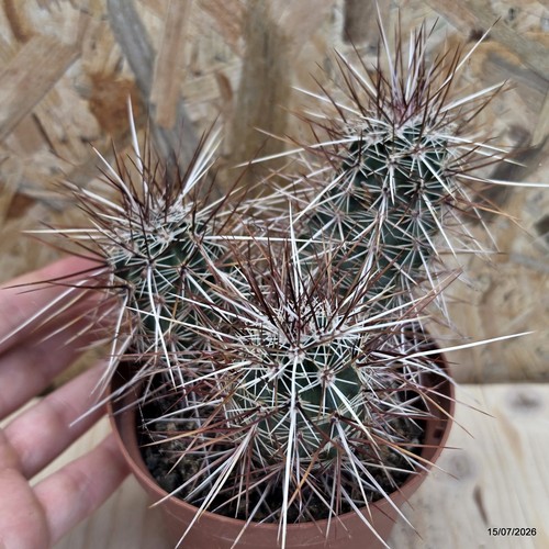 Echinocereus engelmannii vase - echinocereus,