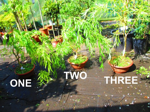 3ft inc pot golden weeping - golden,